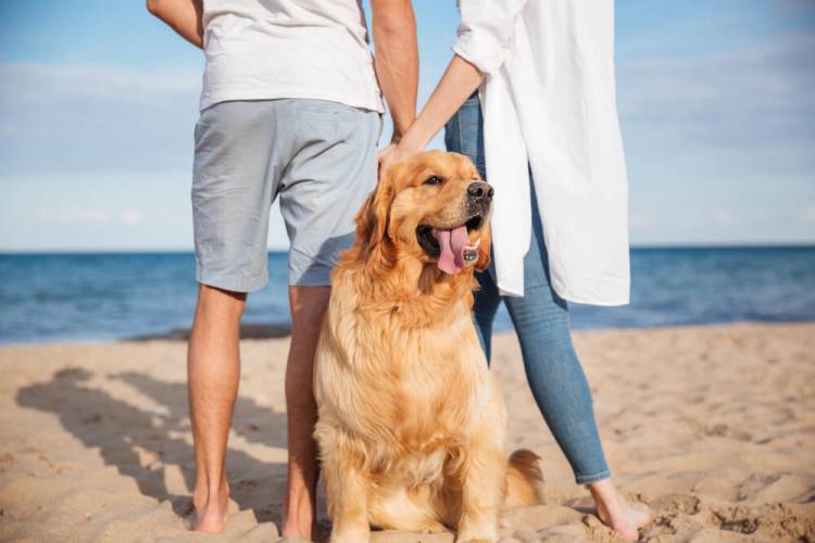 dog on beach