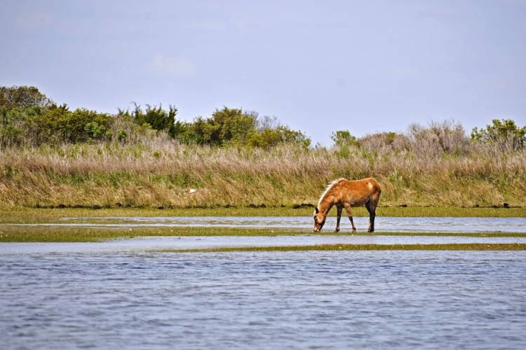 horse drinking from lake