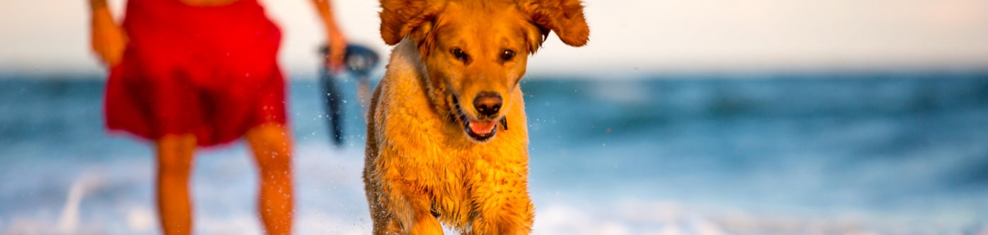 Dog running on the beach with a man in red shorts behind it