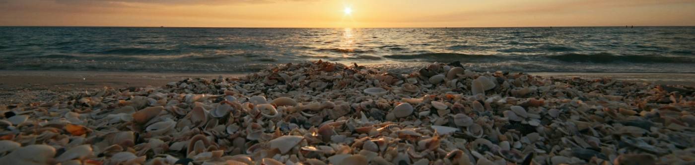 view seashells on beach at sunset