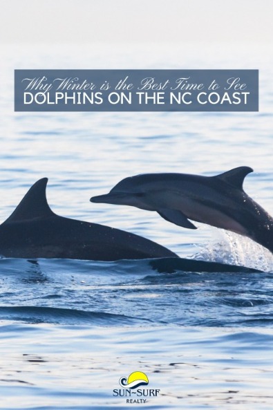 Why Winter is the Best Time to See Dolphins on the NC Coast