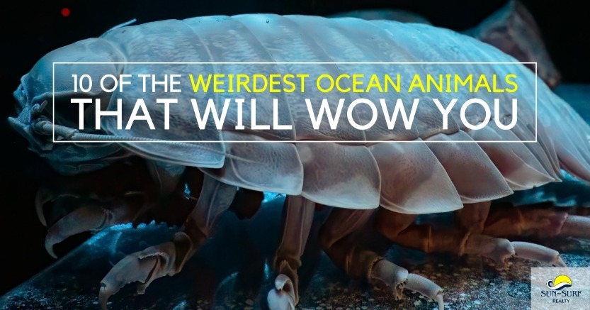 10 of the Weirdest Ocean Animals That Will Wow You